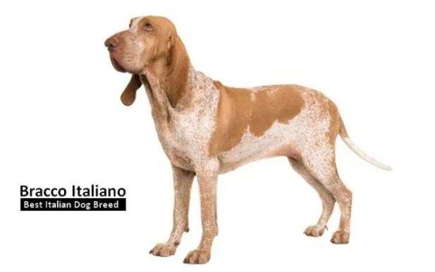 10 Best Italian Dog Breeds for Your Home – Best Pets and Guards