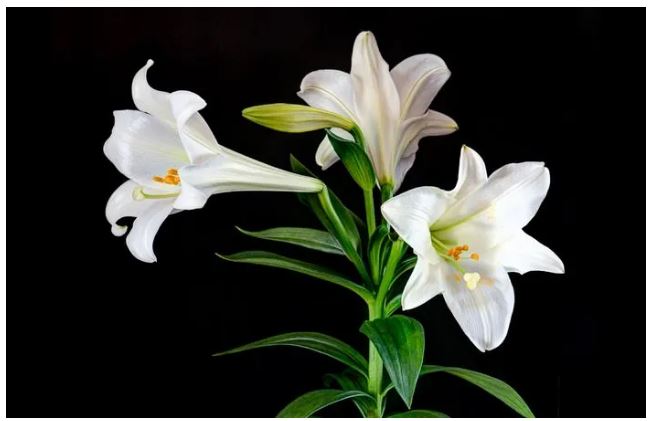 10 Most Amazing Flowers and Their History