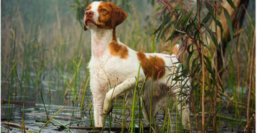 10 Sporting Dog Breeds Fit to Be Your Next Hunting Companion