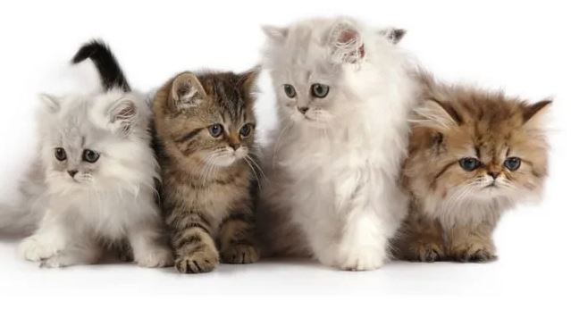 12 Cats of Zodiac – Which one is Yours.