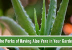 5 Perks of Having Aloe Vera In Your Garden