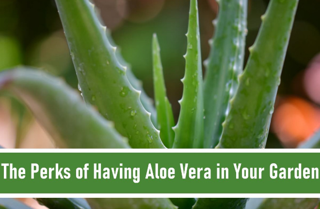 5 Perks of Having Aloe Vera In Your Garden