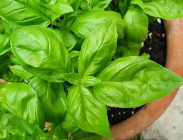 5 tips for caring for a basil plant