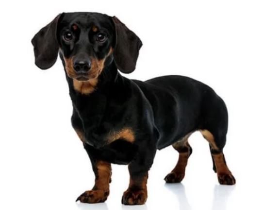 Adorable Dog Breeds That Don’t Shed Or Smell (Top 13)