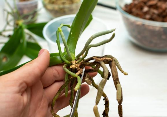 How to transplant orchids correctly
