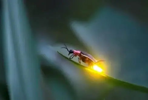 The 10 Spectacular Glowing Animals
