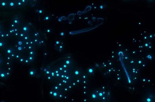 The 10 Spectacular Glowing Animals