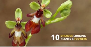 The 10 weirdest plants that most likely freak you out