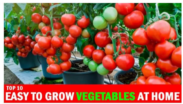 Top 10 Vegetables to Grow at Home – Fresh Produce Every Season