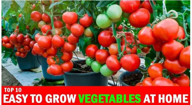 Top 10 Vegetables to Grow at Home – Fresh Produce Every...