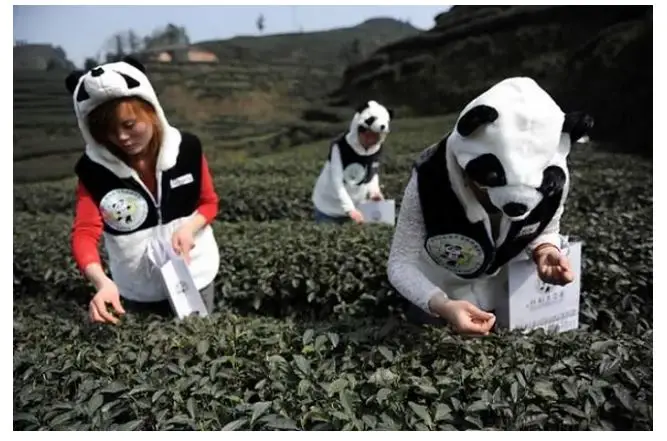 Top 10 of the World’s Rarest and Most Expensive Tea