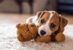 Top 5 ways to puppy proof your home