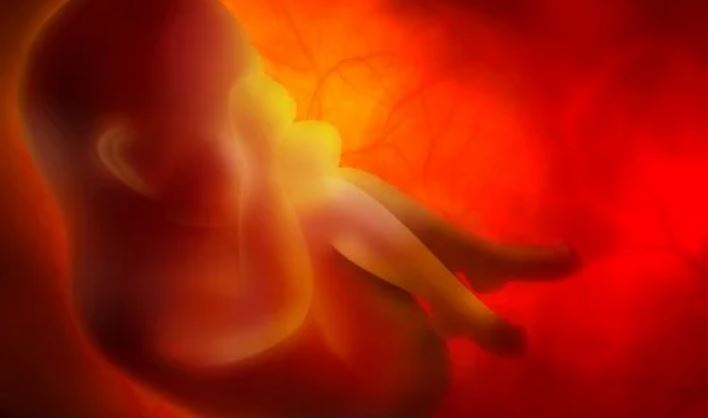 What is amniotic fluid and what functions does it have?